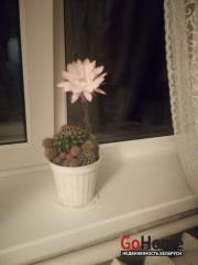 Снять 1-комнатную квартиру, Гомель, ул. Жемчужная, д. 12х Гомель